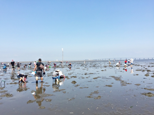 千葉県内の潮干狩り場17年のおすすめ9選 解説します Yuのあれこれブログ