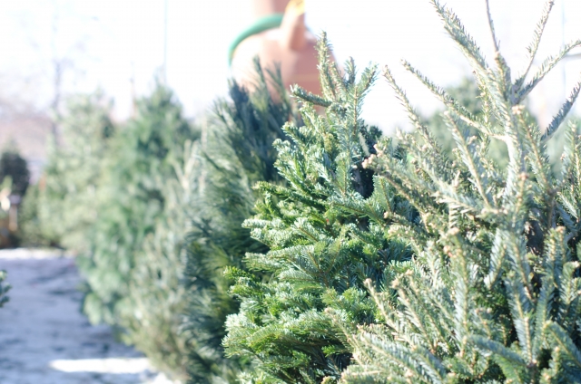 イケアのクリスマスツリーは売り切れ前に もみの木の選び方は Yuのあれこれブログ
