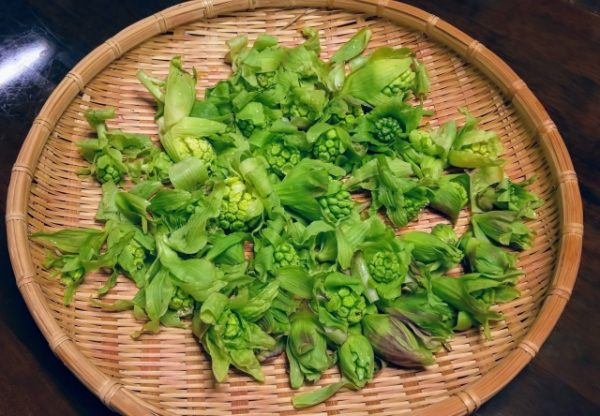 ふきのとうは生で保存できる あく抜きの簡単な方法や花と茎の食べ方 Yuのあれこれブログ