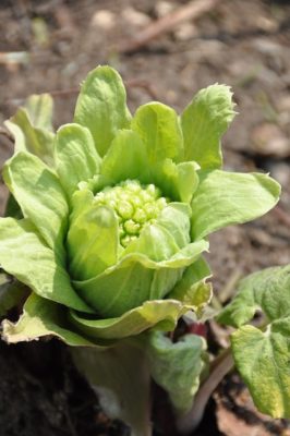 ふきのとうは生で保存できる あく抜きの簡単な方法や花と茎の食べ方 Yuのあれこれブログ