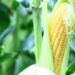 とうもろこしは炭水化物か野菜どっち？ダイエットの効果やその方法って？